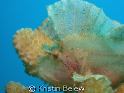 Leaf Scorpionfish blending perfectly with coral.  Near Ul... by Kristin Belew 